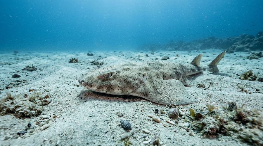 Angelshark half-buried in sand