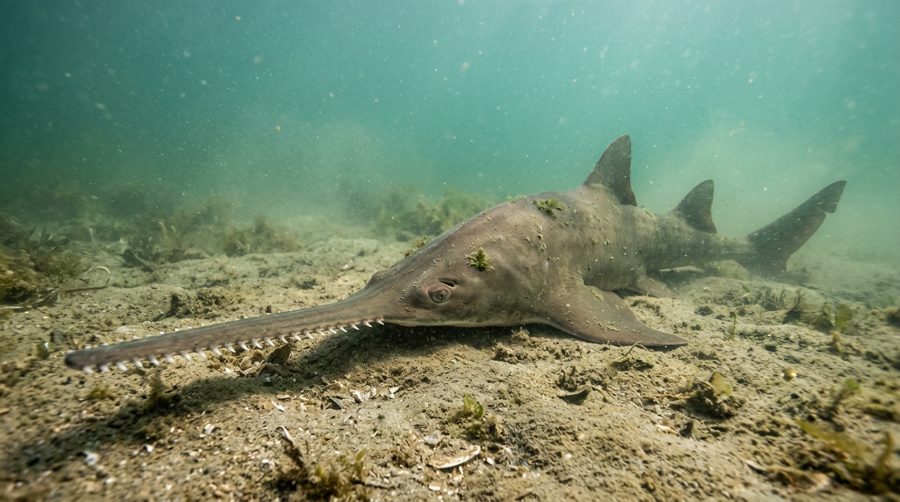 Largetooth sawfish resting on the seabed