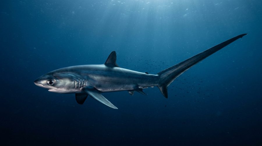 Pelagic thresher shark with its long tail