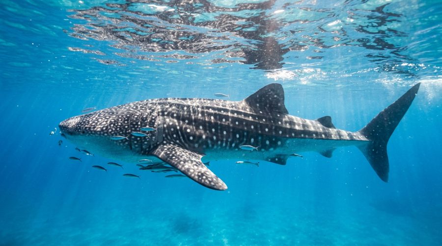 Whale shark near the surface showing its spot pattern