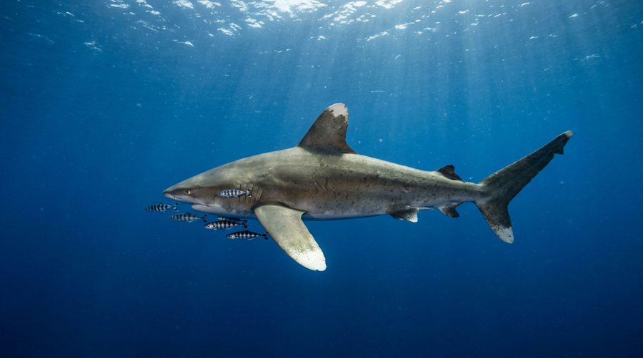 Oceanic whitetip shark in open blue water