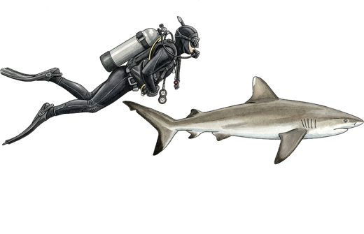 A diver swimming beside a reef shark
