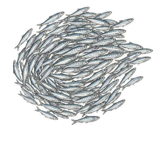 A shoal of sardines